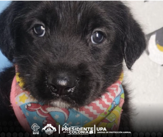 Promueve Unidad de Protección Animal la adopción responsable y el bienestar animal 